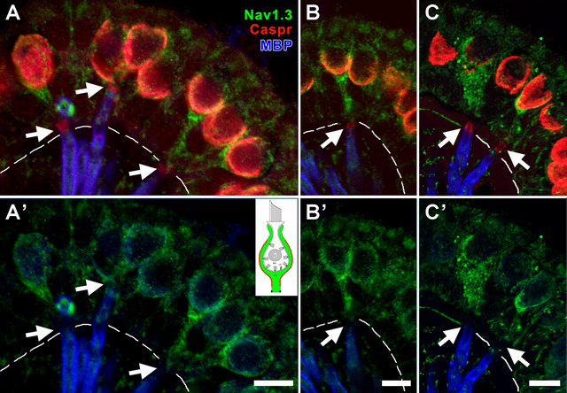 Figure 13