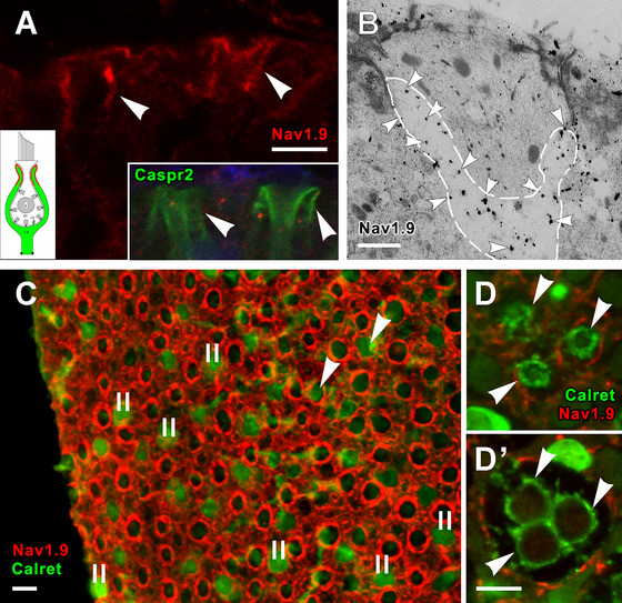 Figure 15