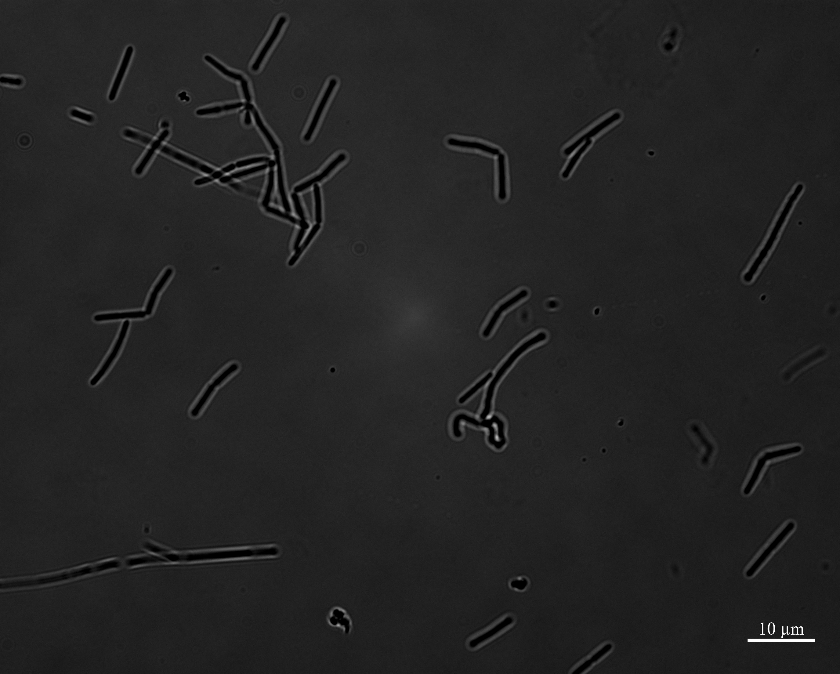 Figure 13