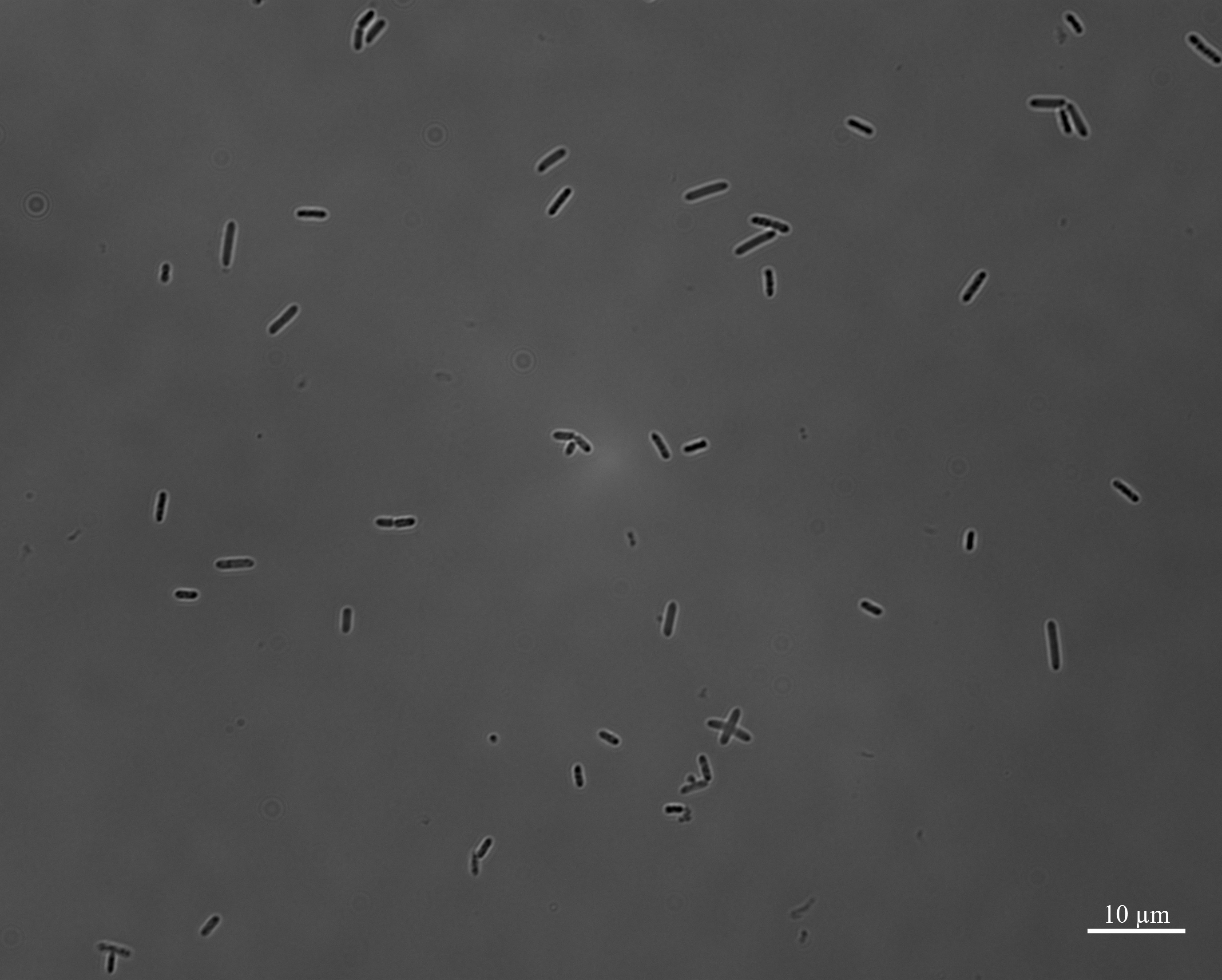 Figure 17