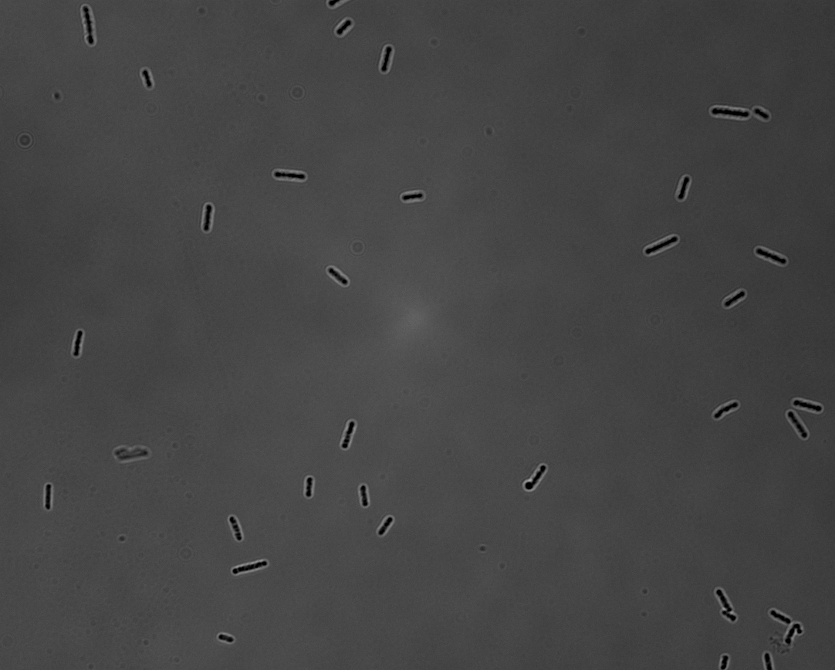 Figure 19