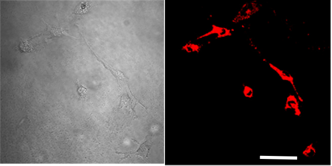 Figure 15