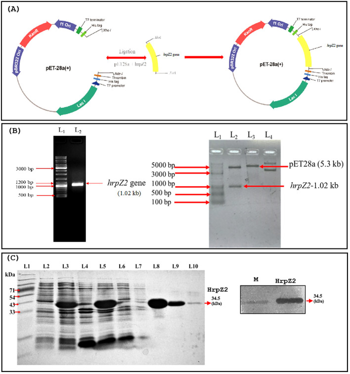 Figure 7