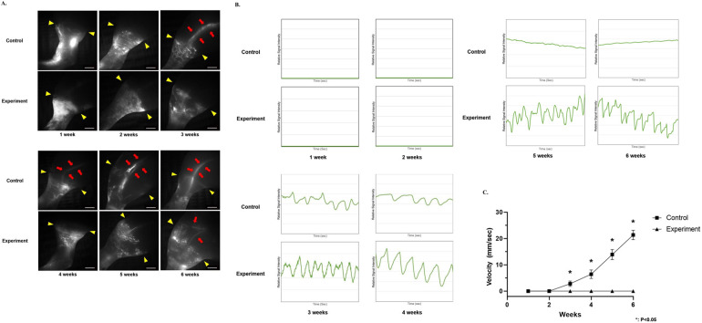 Figure 6