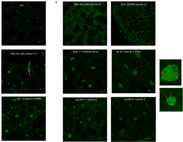 FIGURE 3