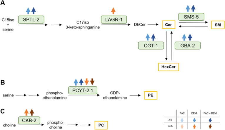 Figure 11