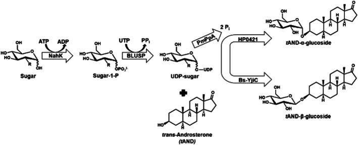 FIGURE 1