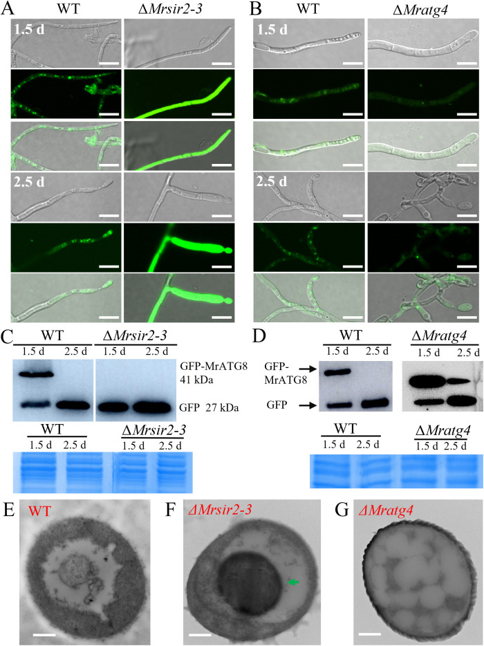 Fig 4