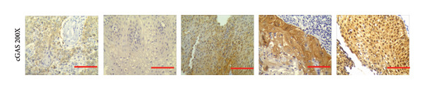 Figure 21
