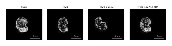 Figure 49