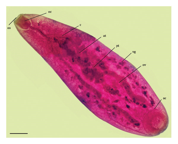 Figure 2