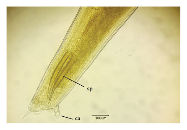 Figure 6