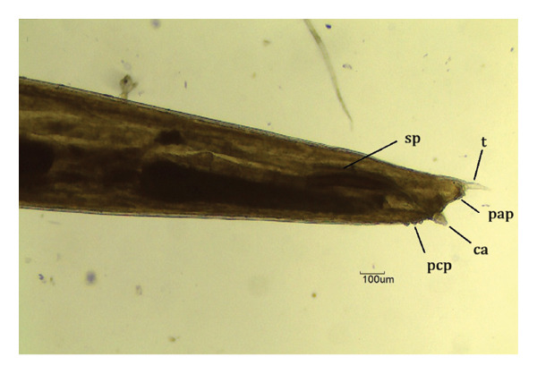 Figure 7