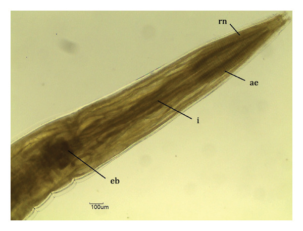Figure 9