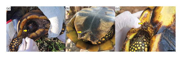 Figure 10