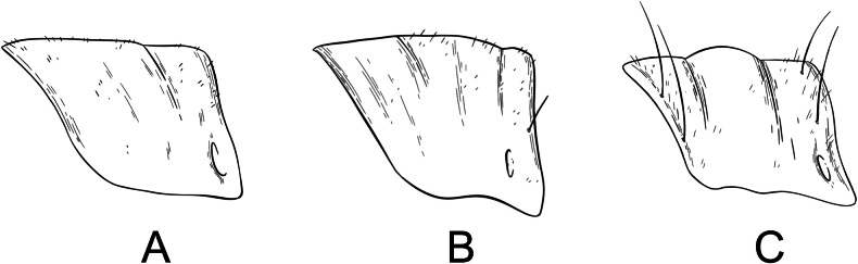 Figure 19