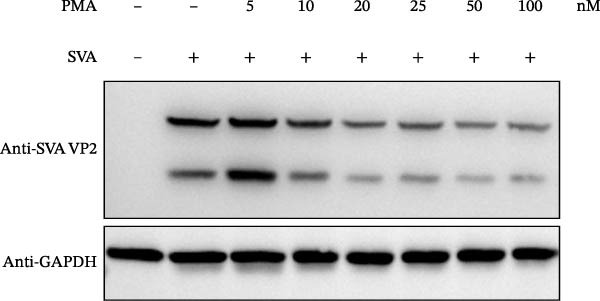 Figure 12