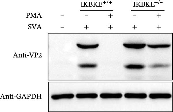 Figure 31