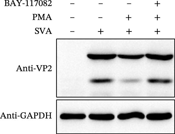 Figure 33