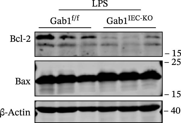 Figure 25
