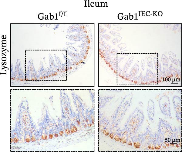 Figure 38