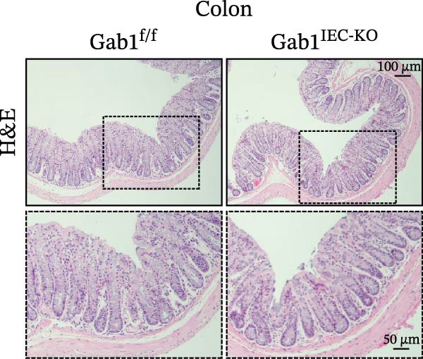 Figure 40