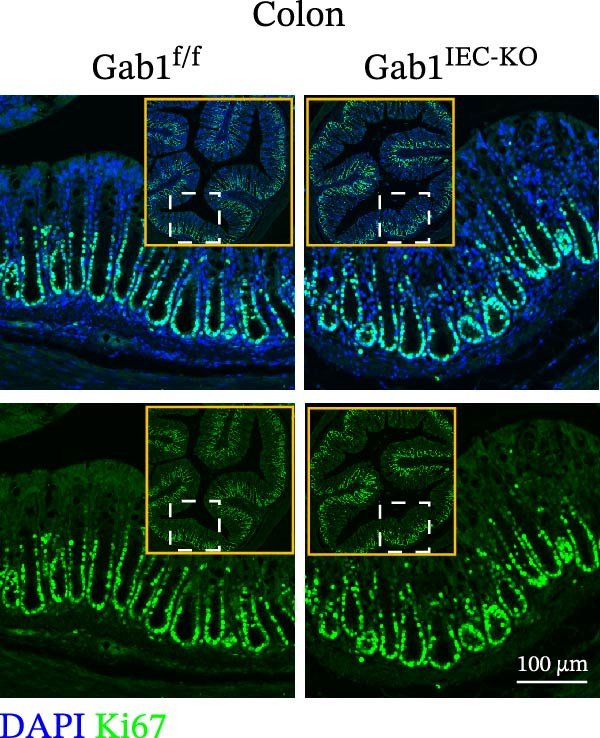 Figure 43