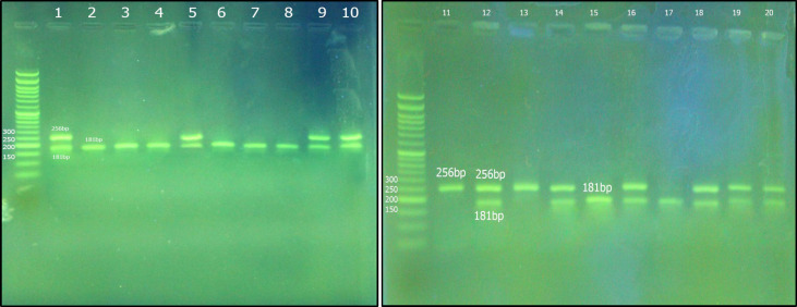 Figure 7