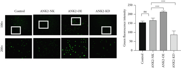 Figure 33
