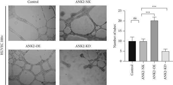 Figure 34