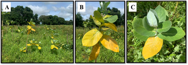 Figure 6