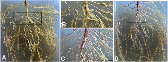 Figure 3