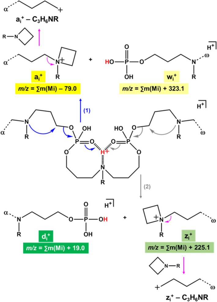 SCHEME 3