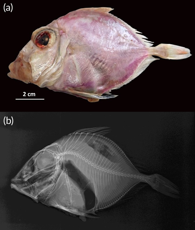 FIGURE 3