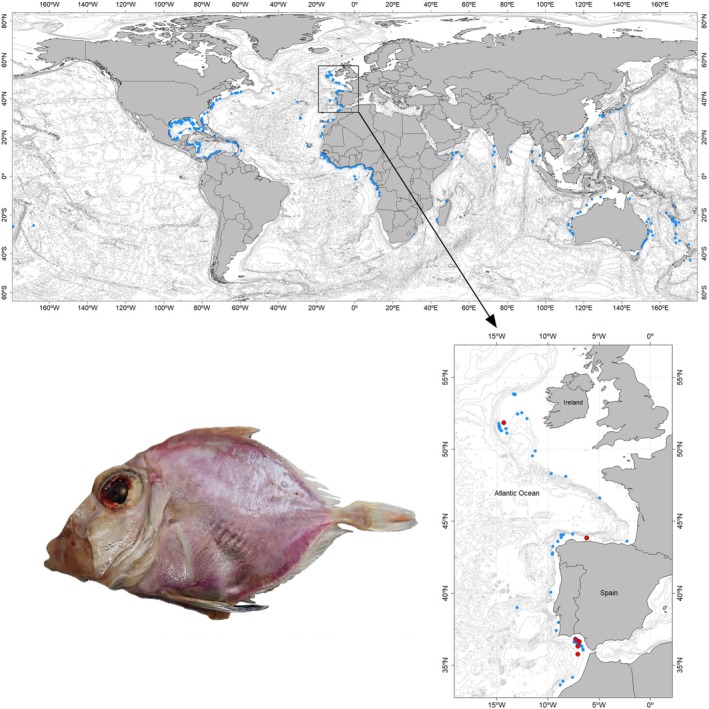 FIGURE 1