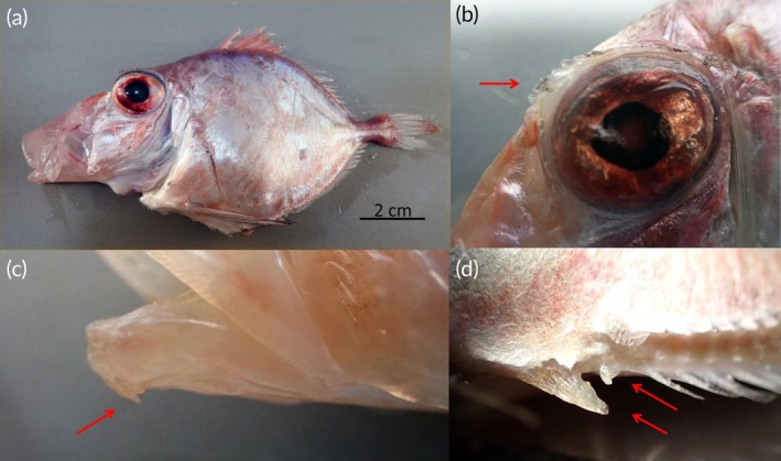 FIGURE 2
