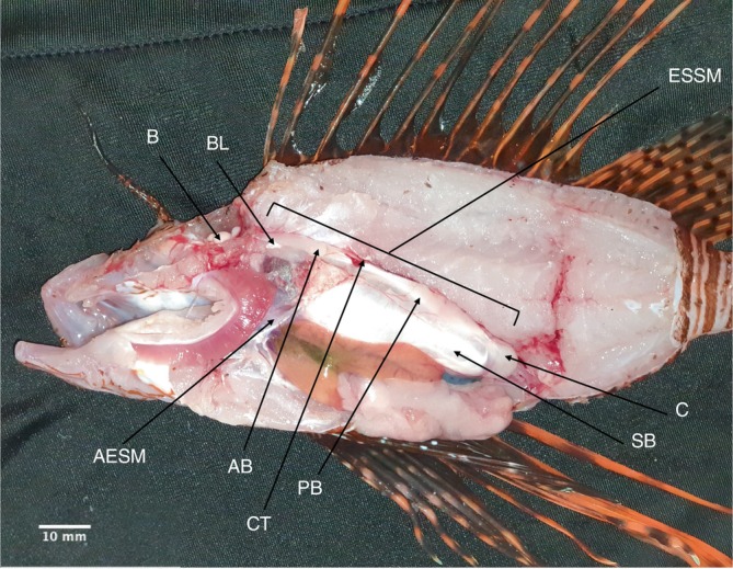 FIGURE 1