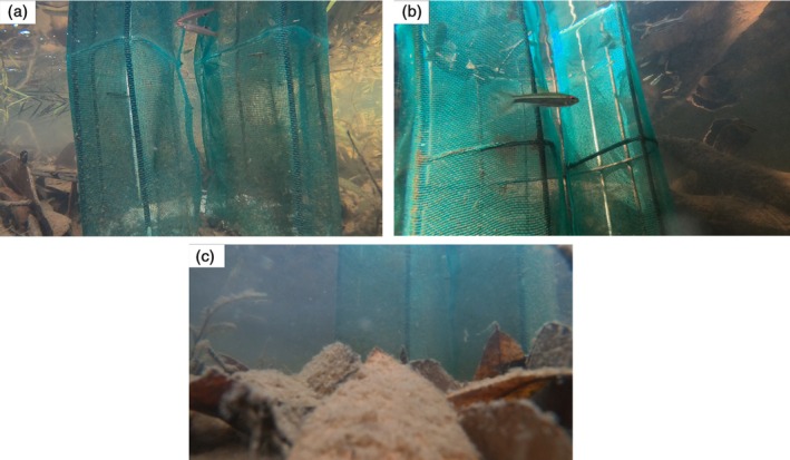 FIGURE 3