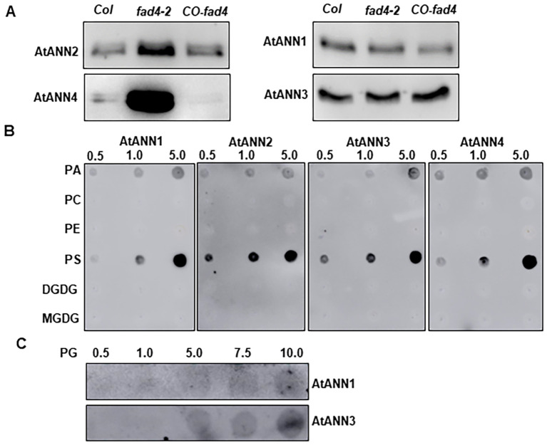 Figure 5