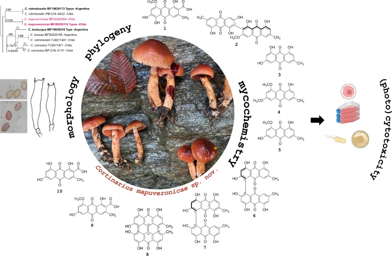 Figure 11