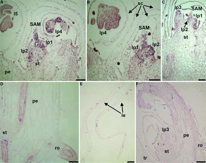 Figure 5