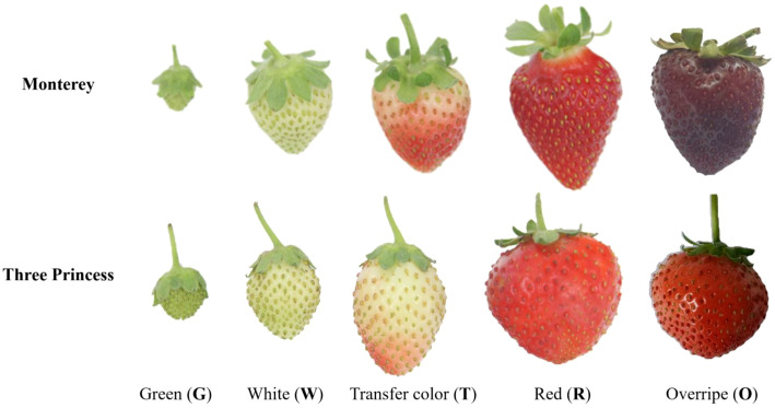 Figure 1
