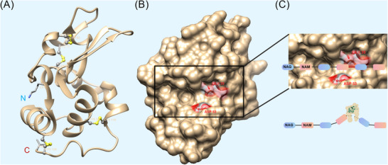 FIGURE 2