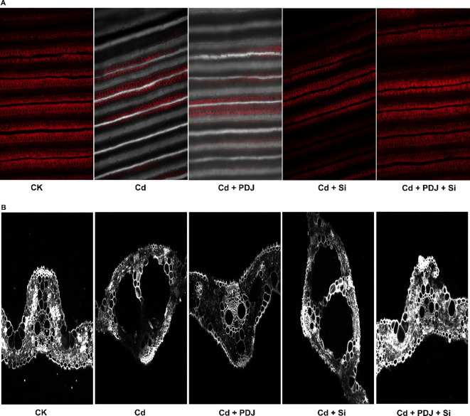 Figure 5