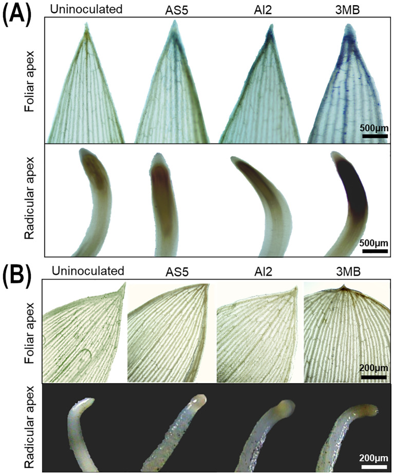 Figure 3