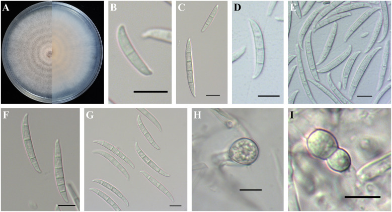 Figure 5