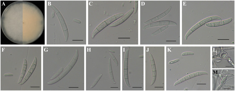 Figure 6