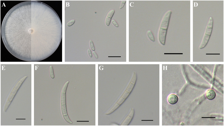 Figure 7