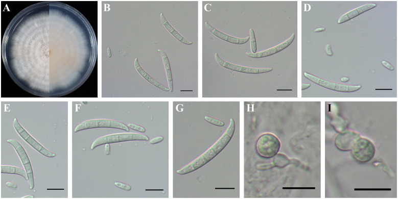 Figure 9