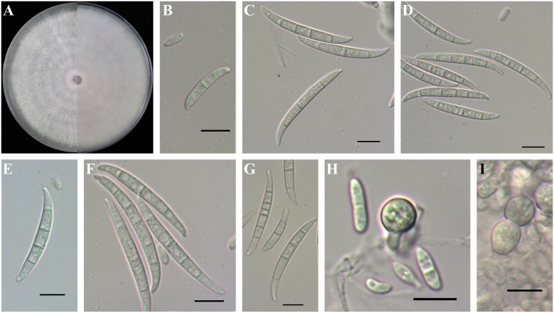 Figure 10